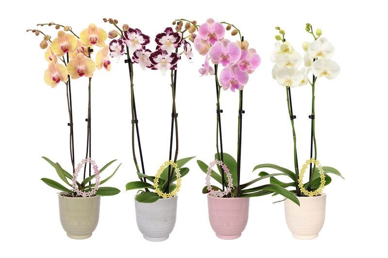Fem p12 Granit mix Phal mix 2T14+, D 12