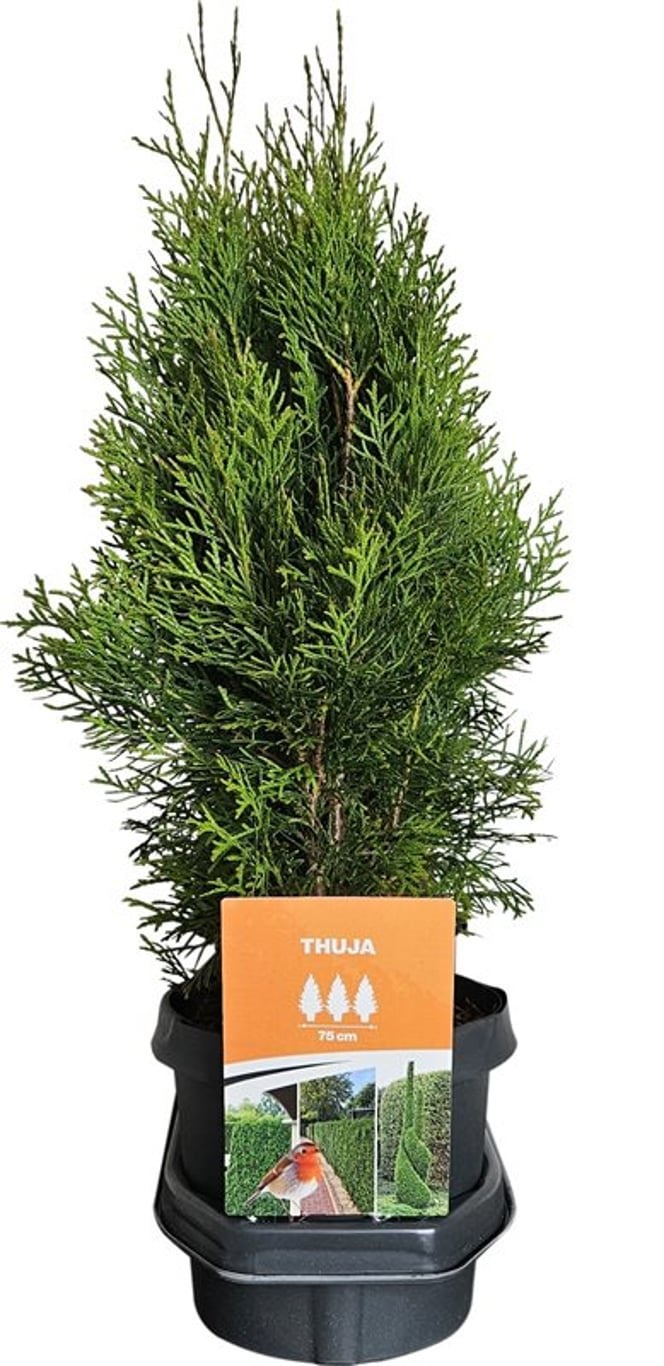Hedgeline Thuja occidentalis Smaragd 50-60 C3, D 19