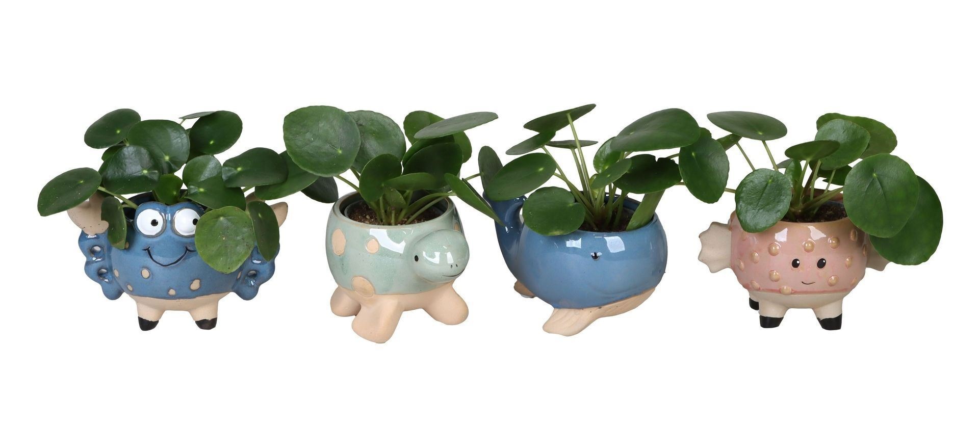 L 66601 with Pilea peperomioides 6 cm, D 6