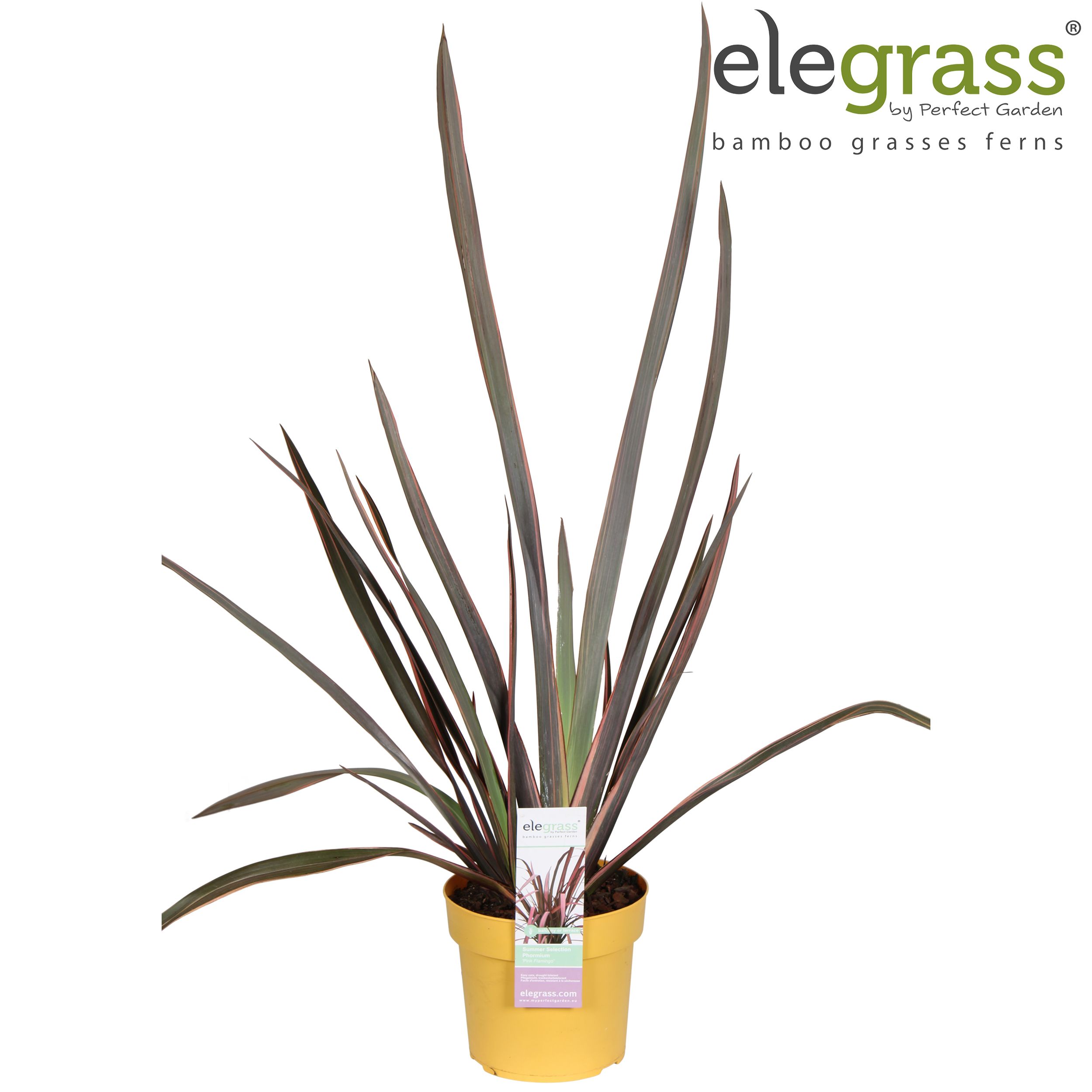 Phormium 'Pink Flamingo' P19, D 19