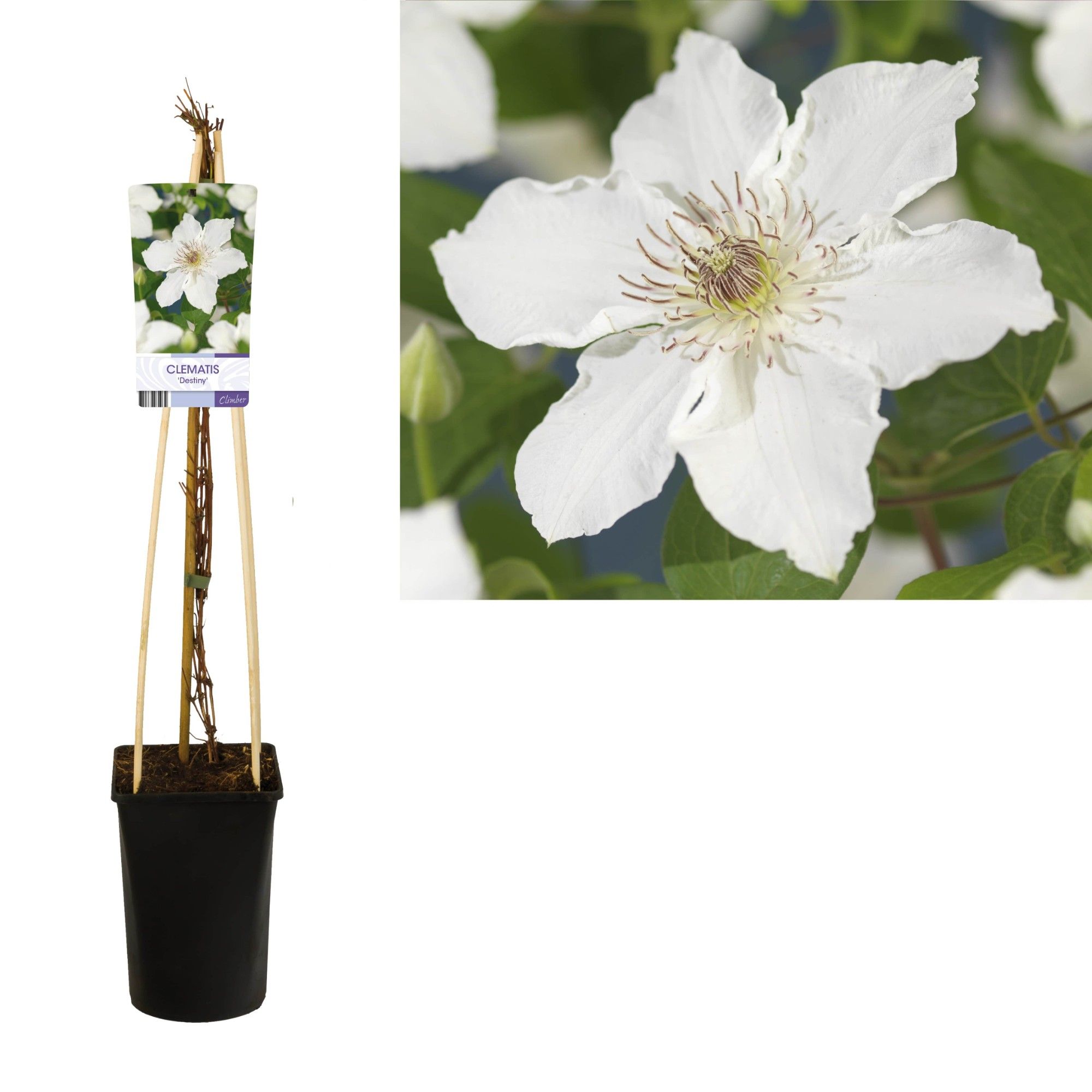 Clematis 'Destiny' +light label, D 17