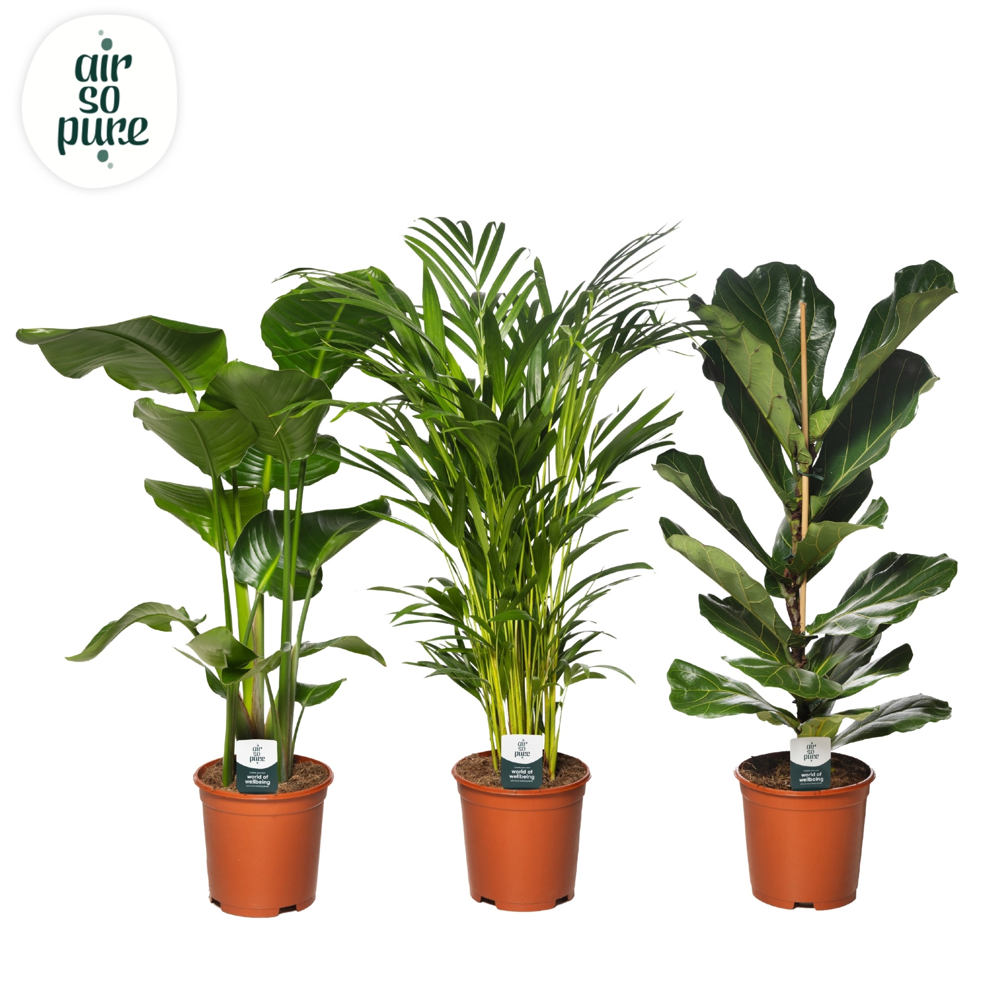 Groen Mix p21 (Air So Pure), D 21