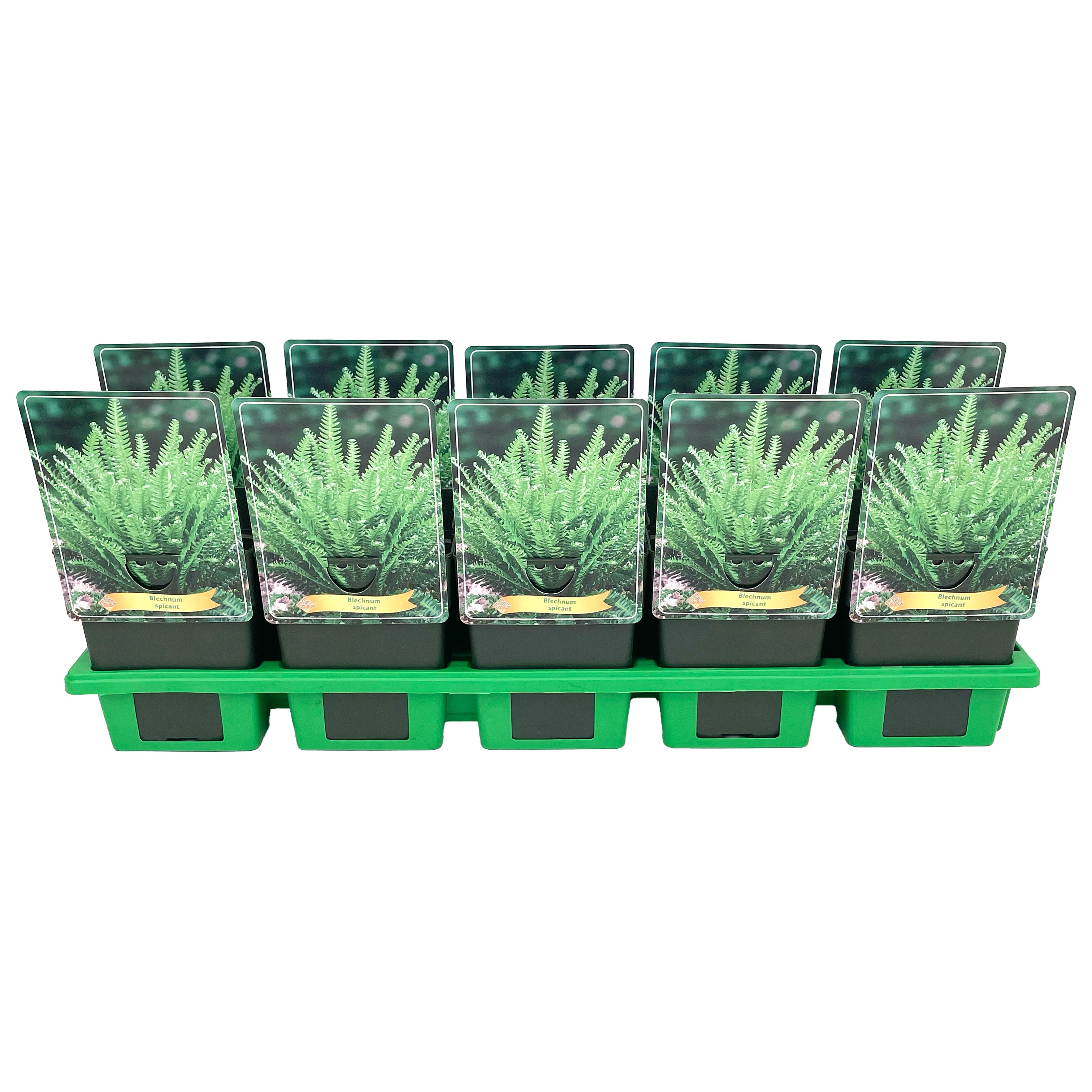 Blechnum spicant P11, D 11