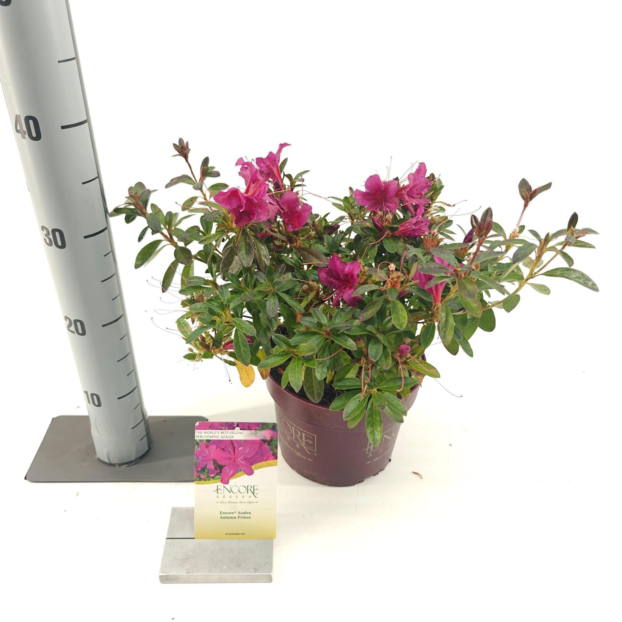 Rhododendron ENCORE® Autumn Prince ('Roblezg'PBR) nieuw, D 19