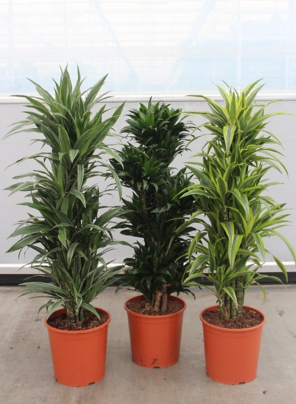Dracaena fragrans mixkar 30, D 30