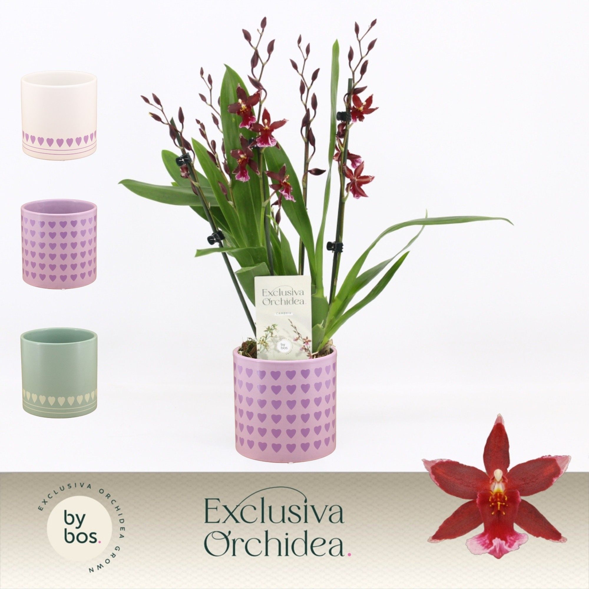 Barrocco Red, 5/6-spike in Horizon Love 'Exclusiva Orchidea', D 12