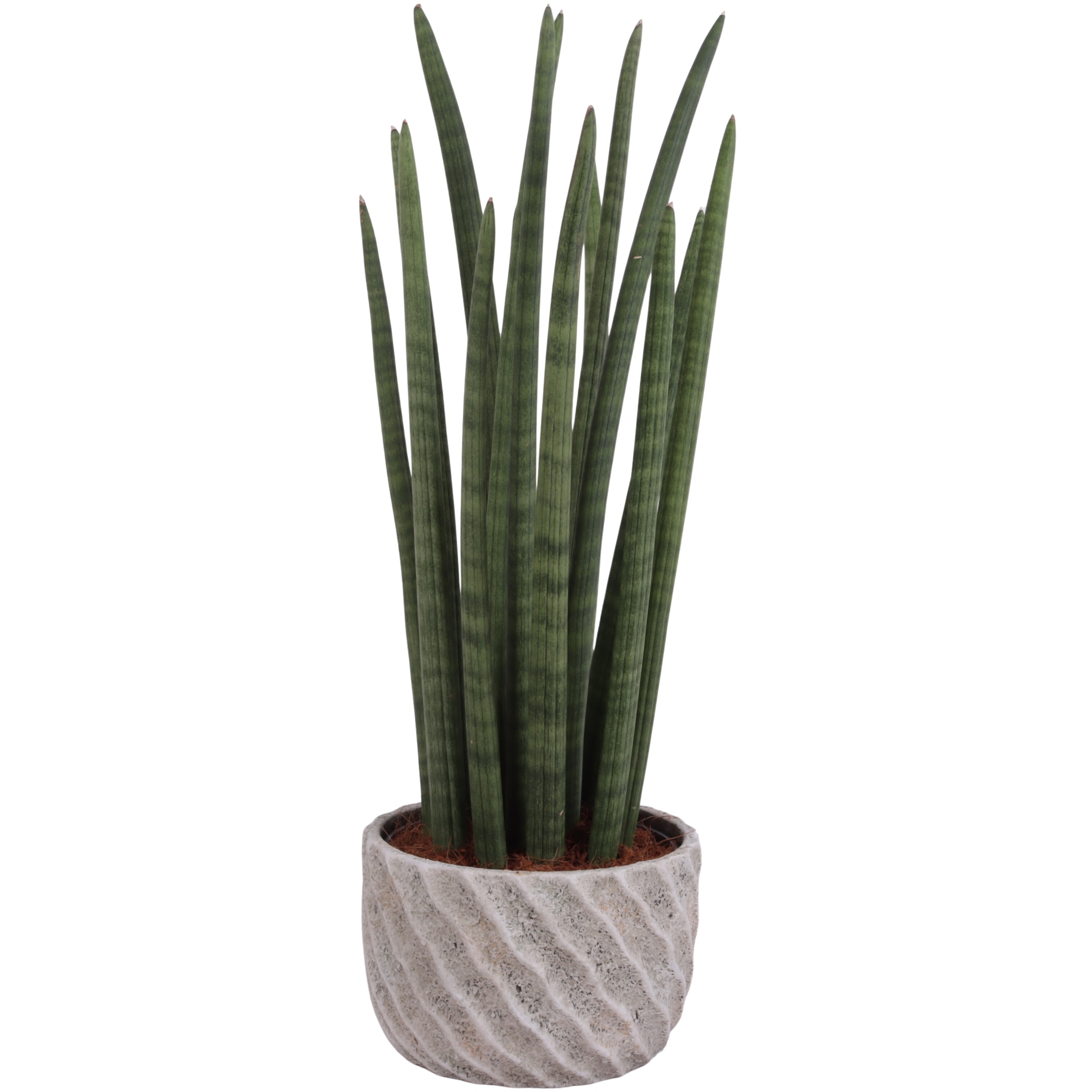 Sansevieria Cylin, Straight 14 Leaf Ø17cm in Ø20cm Ceramic NT668, D 20