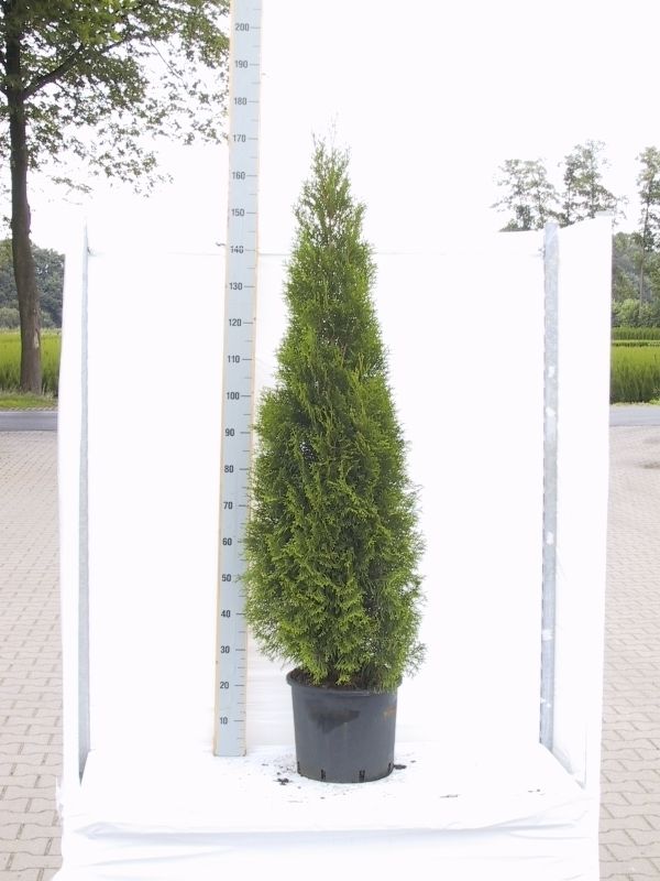 Thuja occidentalis 'Smaragd', D 32