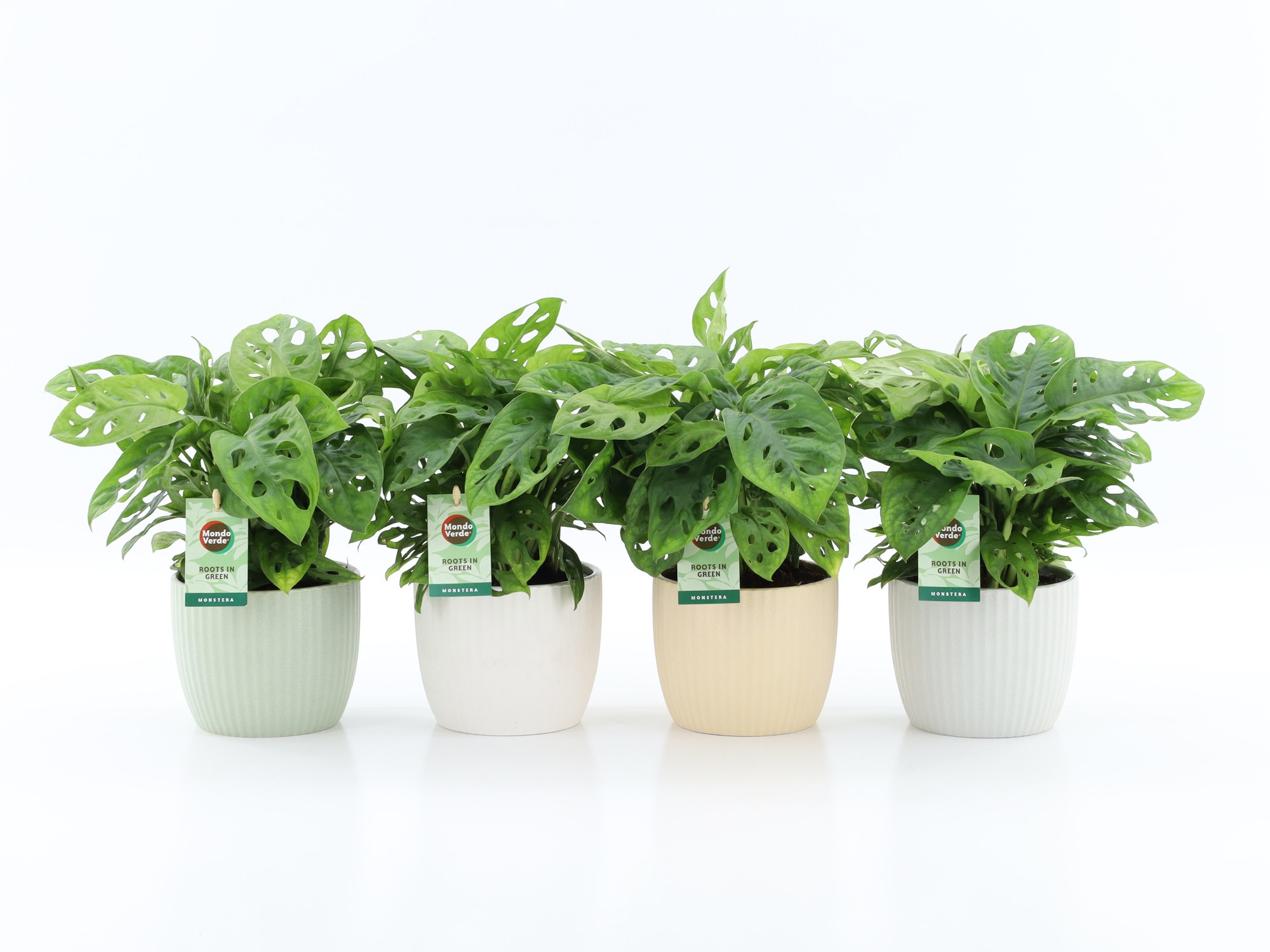 Monstera Adansonii in New Sandy Keramiek, D 13