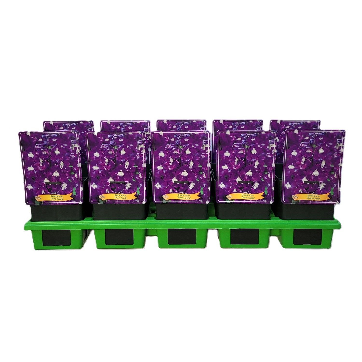 Delphinium Elatum 'Aurora Deep Purple' P11, D 11