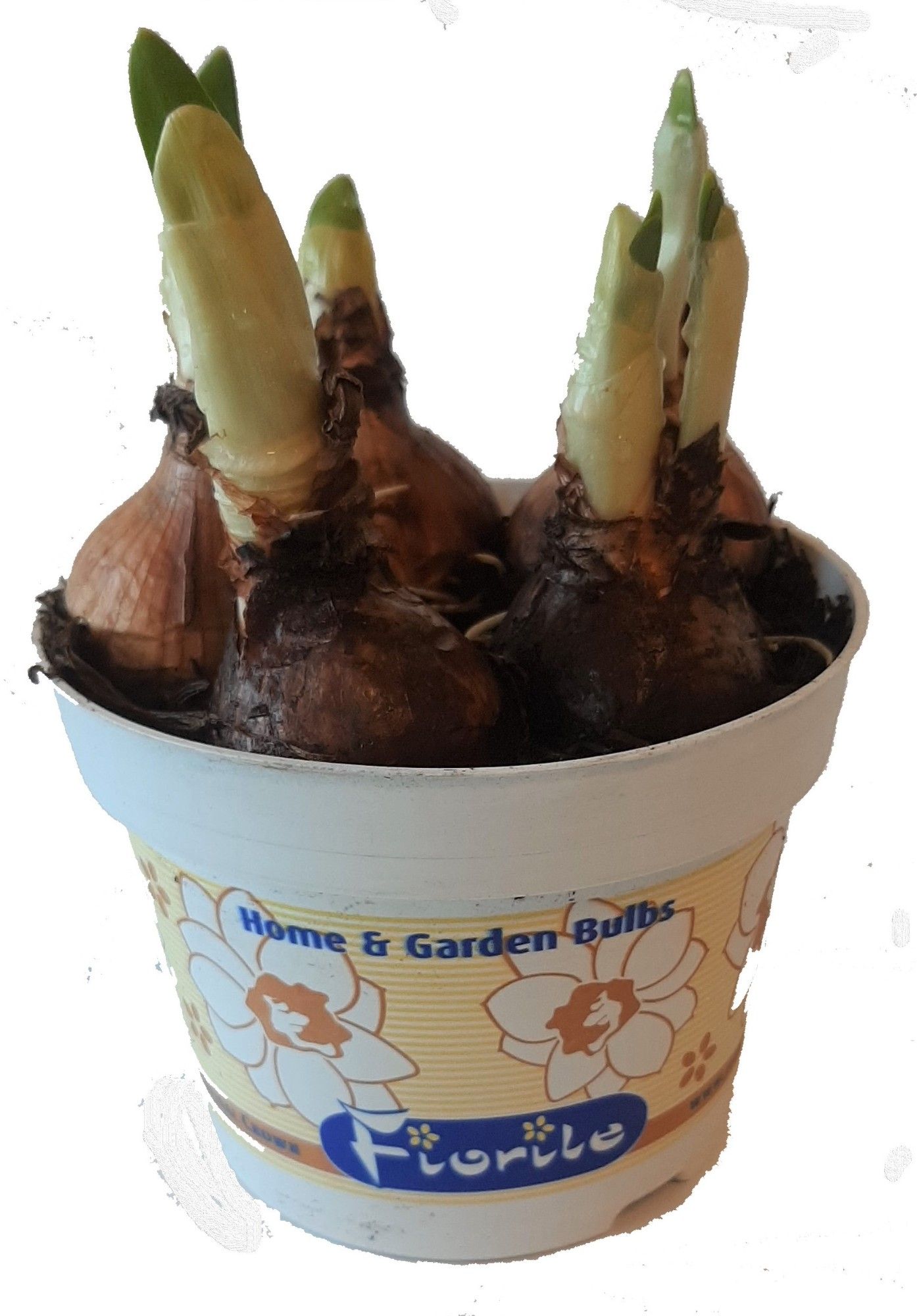 Narcis Bridal Crown, D 12