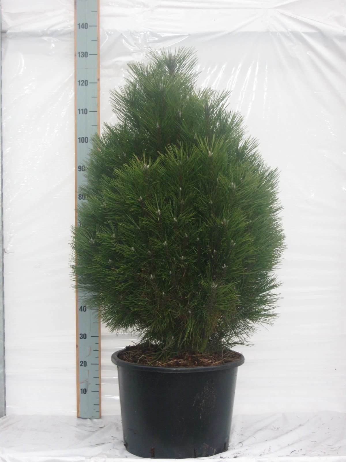 Pinus nigra Green Tower, D 32