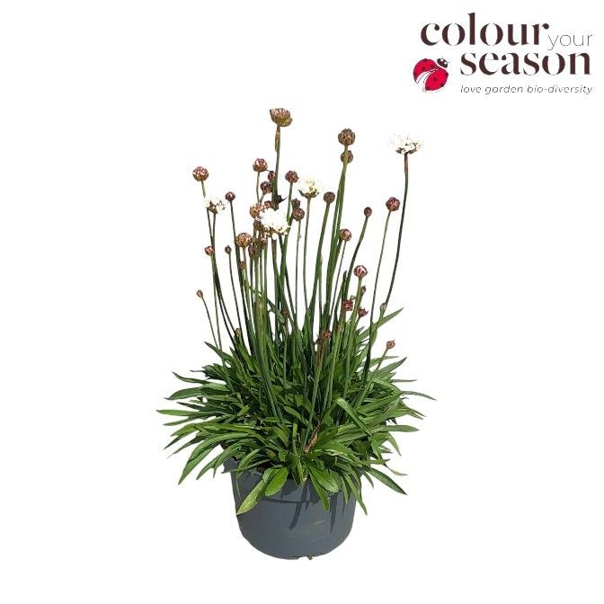 Armeria Ballerina wit P19, D 19