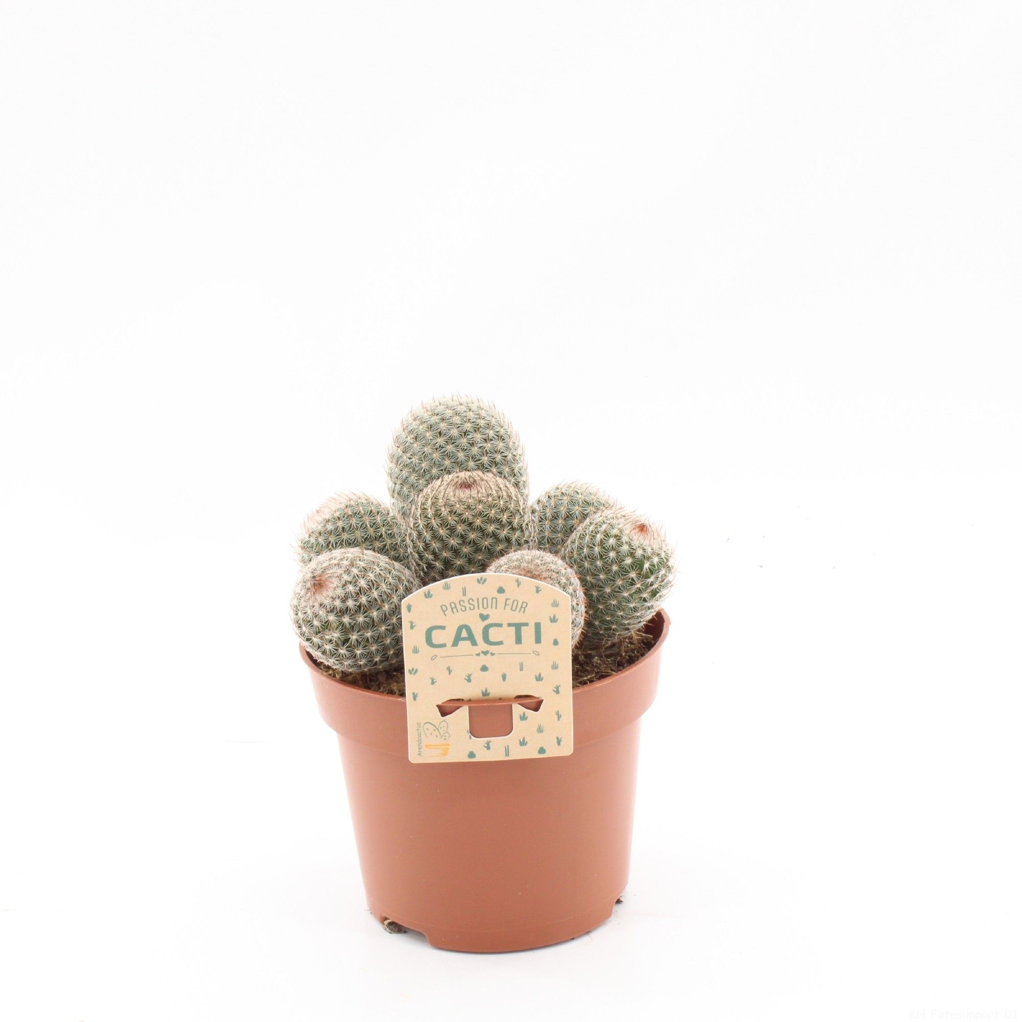 Mammillaria matudae, D 12