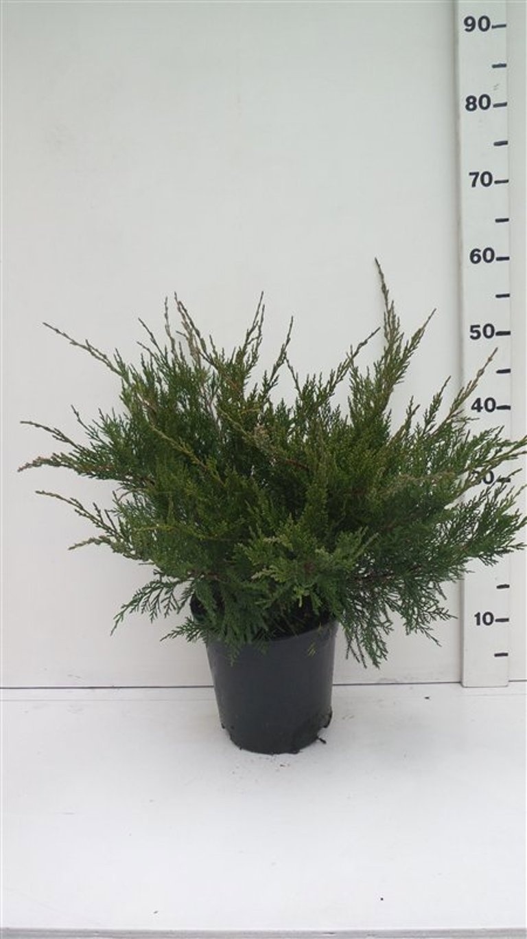 juniperus pfitzeriana 'Mint Julep', D 19