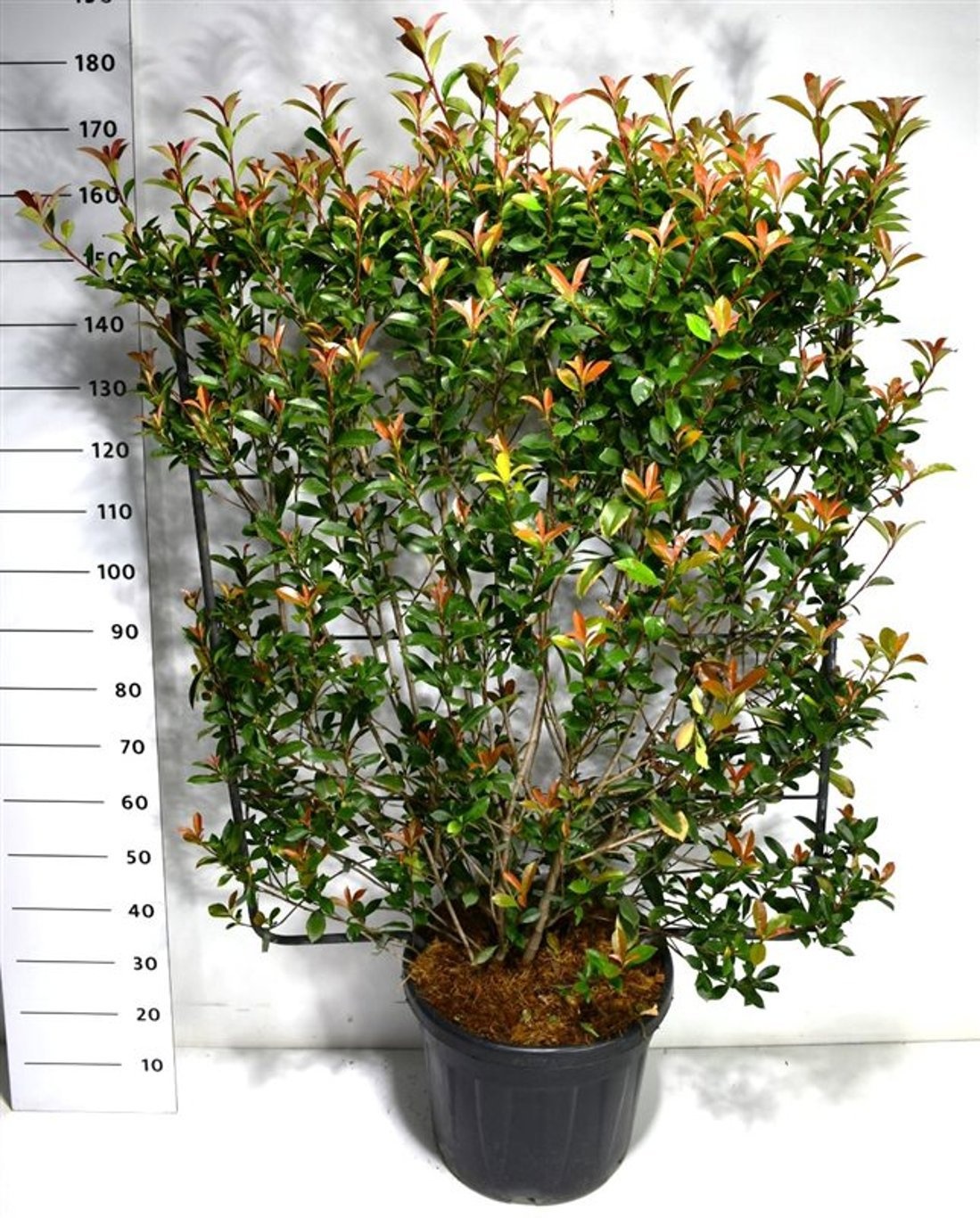 Photinia fraseri Carré Rouge, D 48