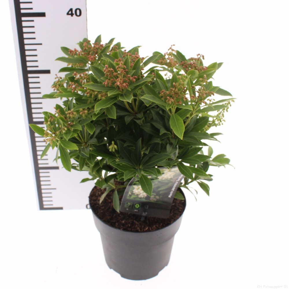 Pieris japonica 'Sarabande', D 17