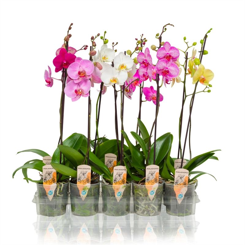 Phalaenopsis - 1T 6+ Mix, D 12