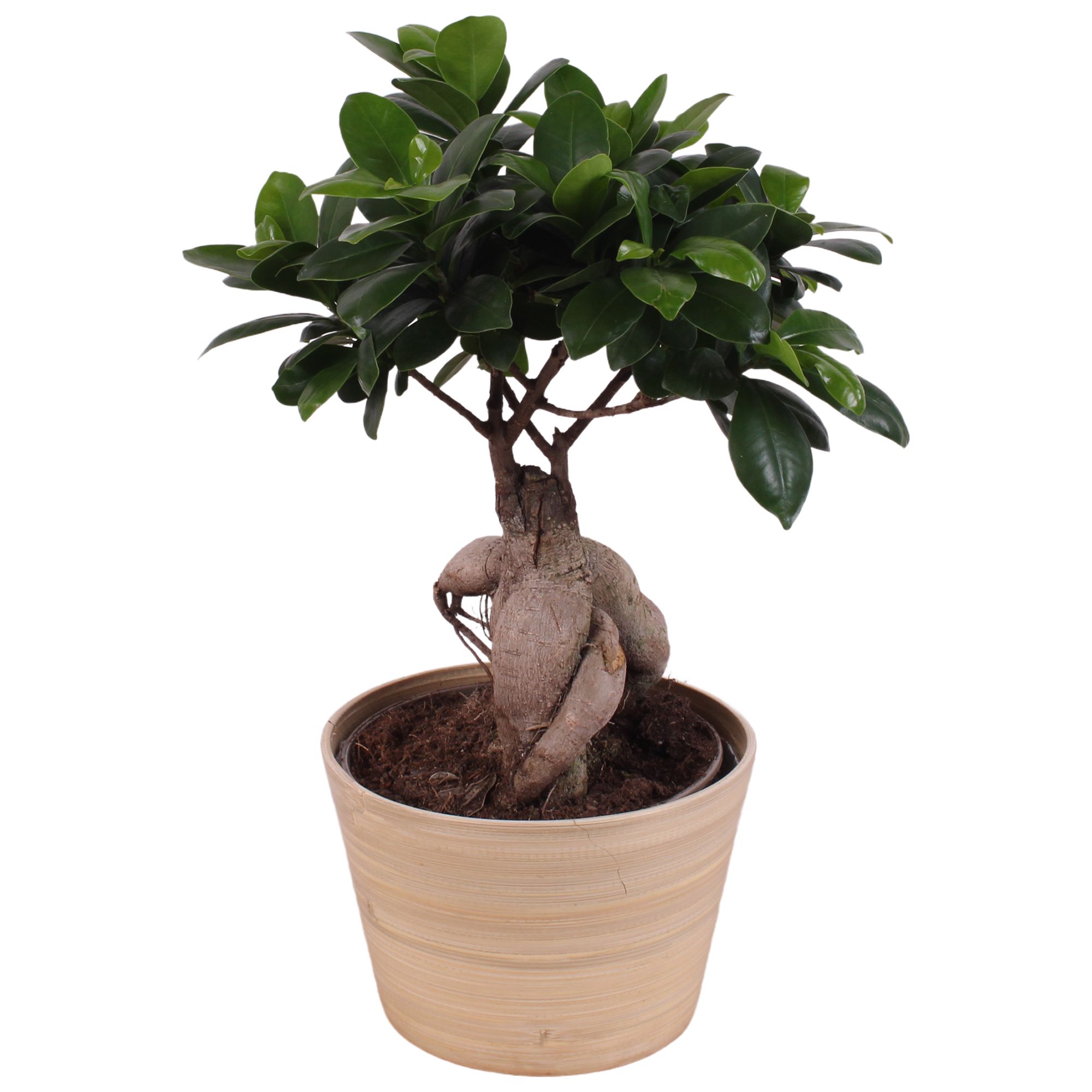 Ficus m. Ginseng Ball Shape Ø15cm in Ø16cm Wood NT465, D 16