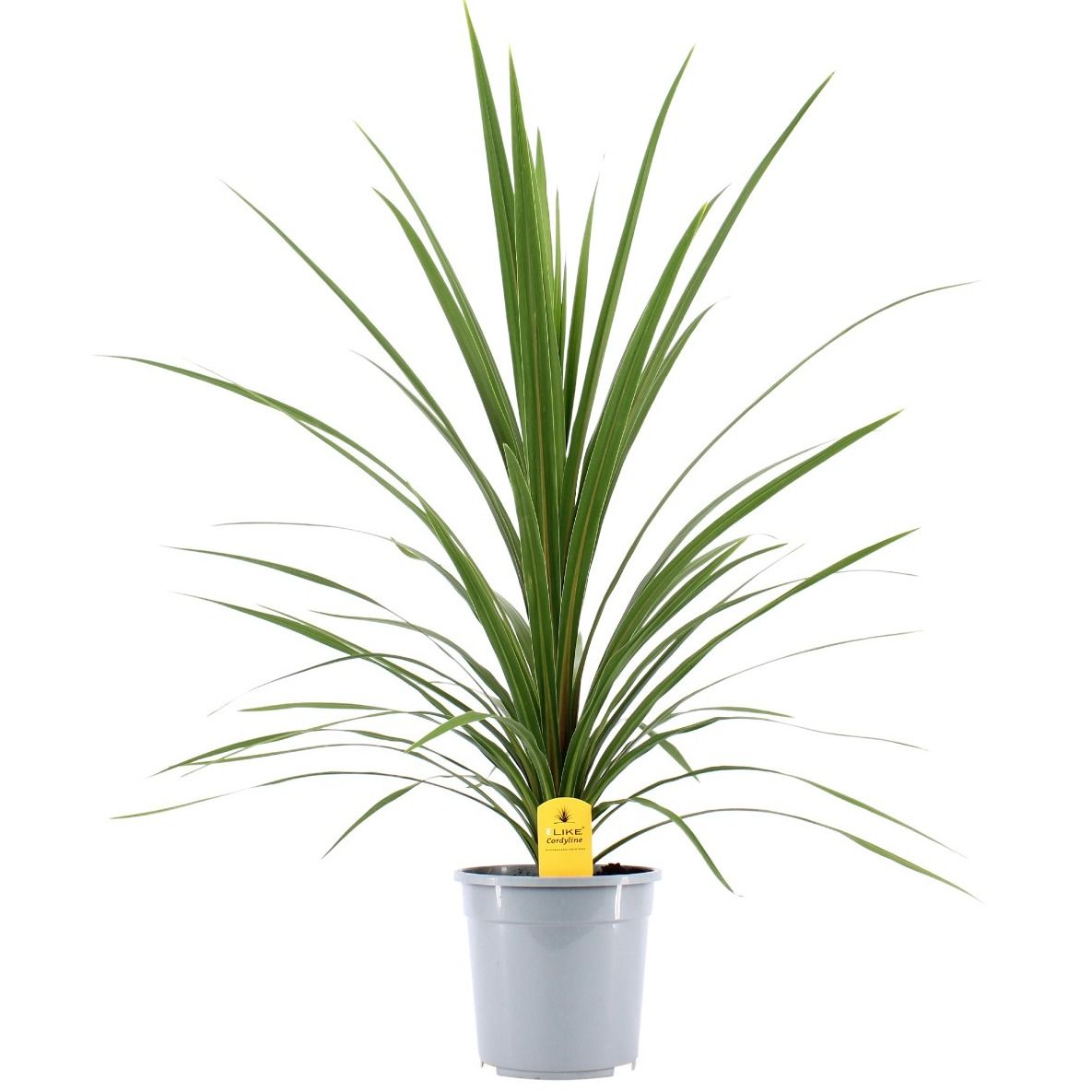 Cordyline Australis Verde - 24cm, D 24