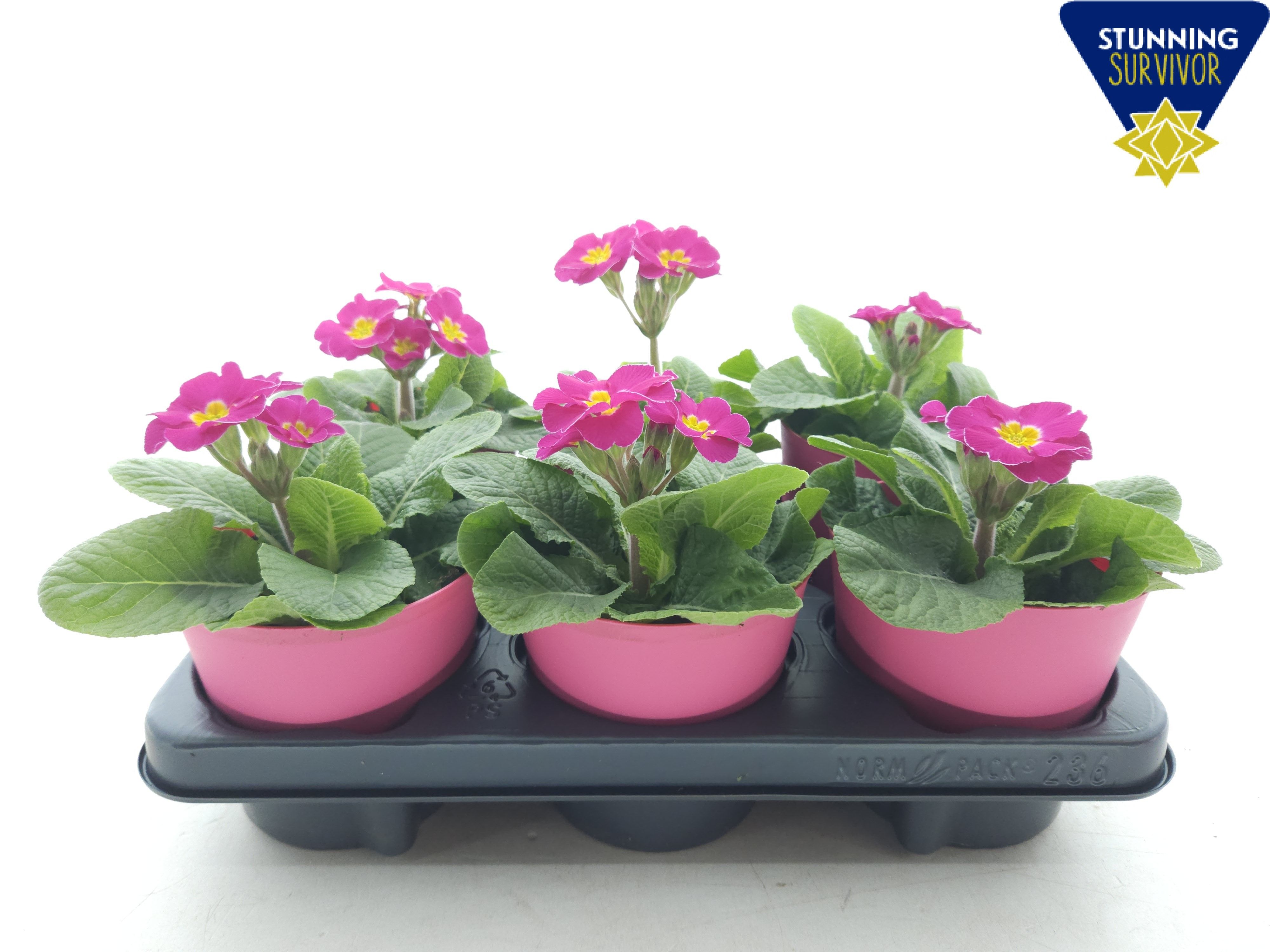 Primula elatior Sibel rose ton sur ton, D 12,5