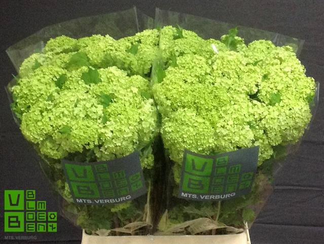 Вибурнум Розеум 90 (зел.), шт.