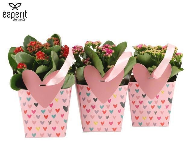 2501122: Solutionss Love, D 10,5