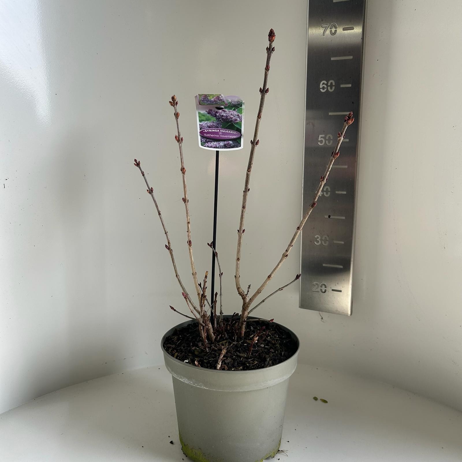 Syringa vulgaris Katherina Havemeyer, D 23