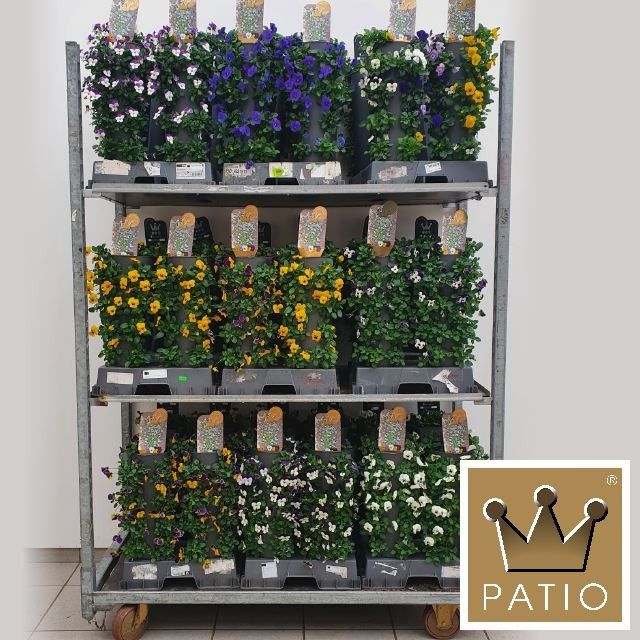 Viola Cornuta Wanderella - Mixcc, D 15