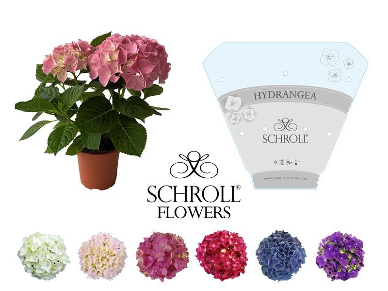 HYDRANGEA MACROPHYLLA, D 13