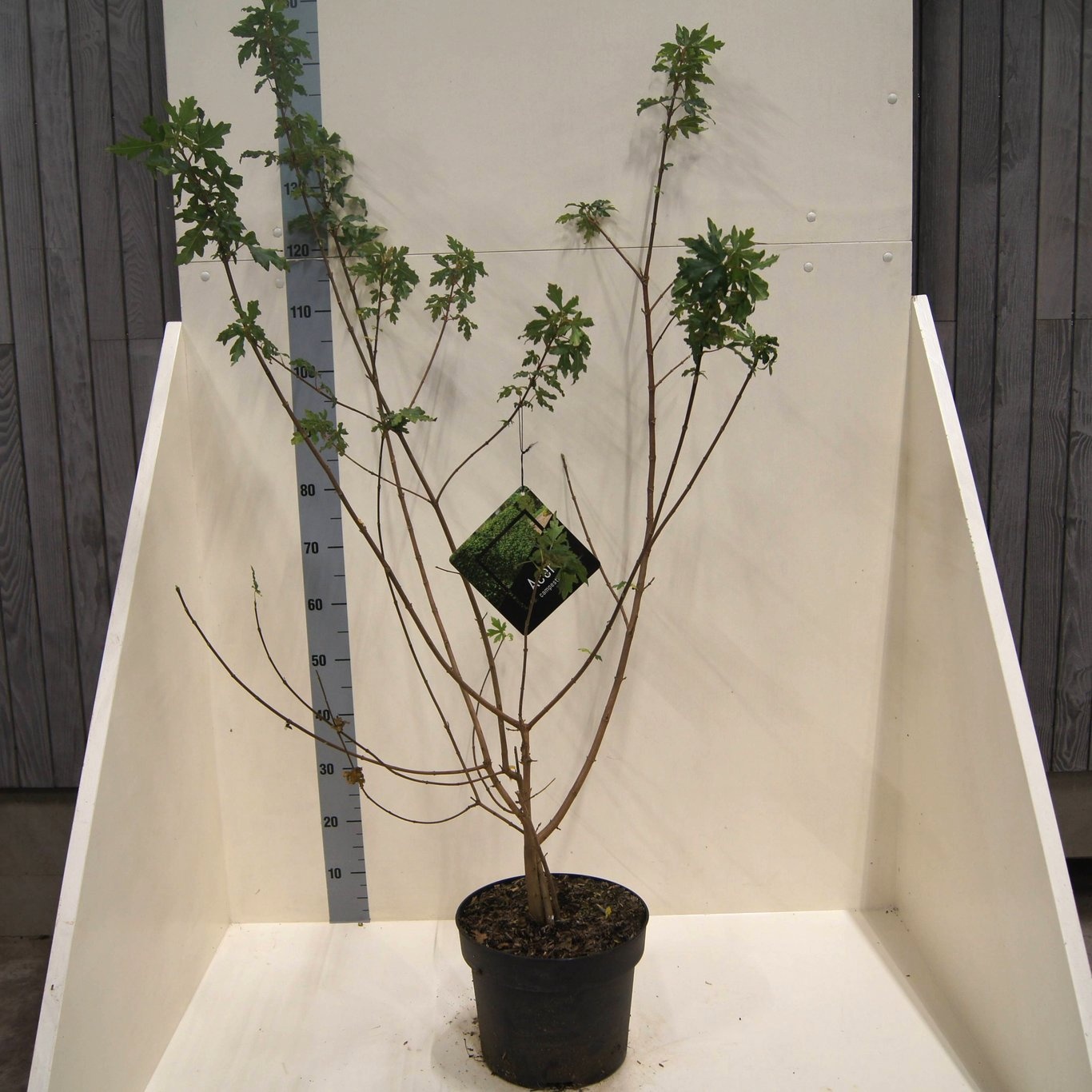 Acer campestre, D 28