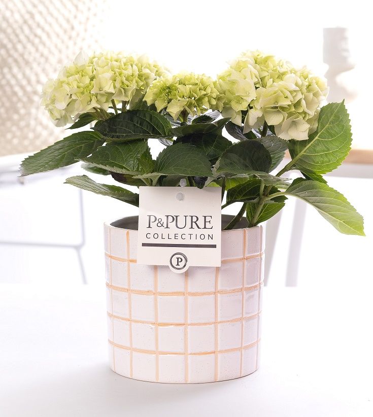 Hydrangea white in P&PURE Tirza ceramics, D 10