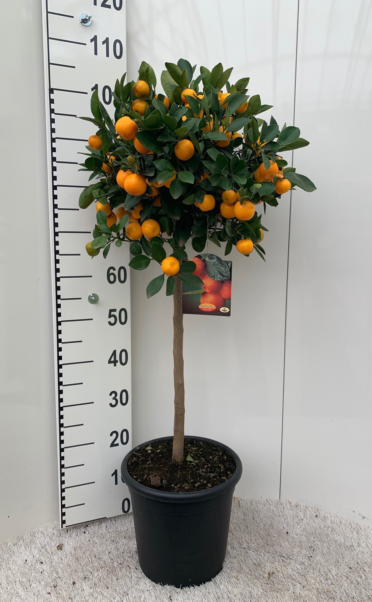 Citrus Calamondin on stem, D 25