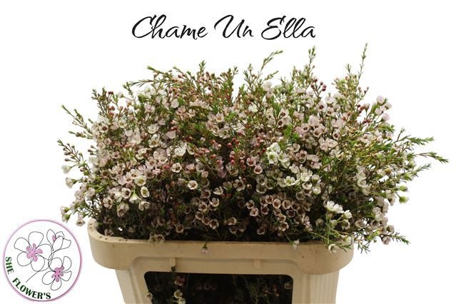 Шамелациум Элла 70 (бел.), шт.