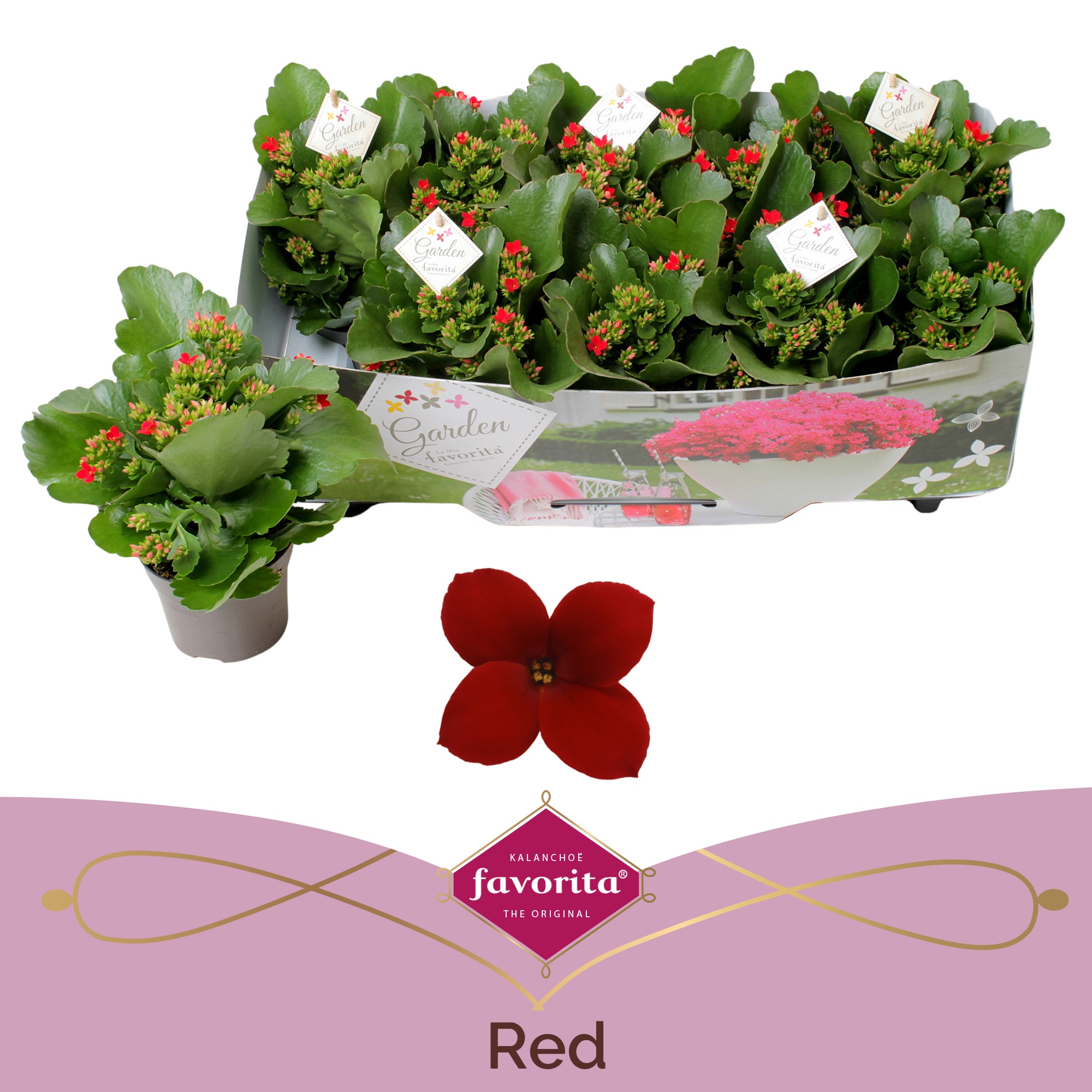 Kalanchoe garden favorita red, D 10,5