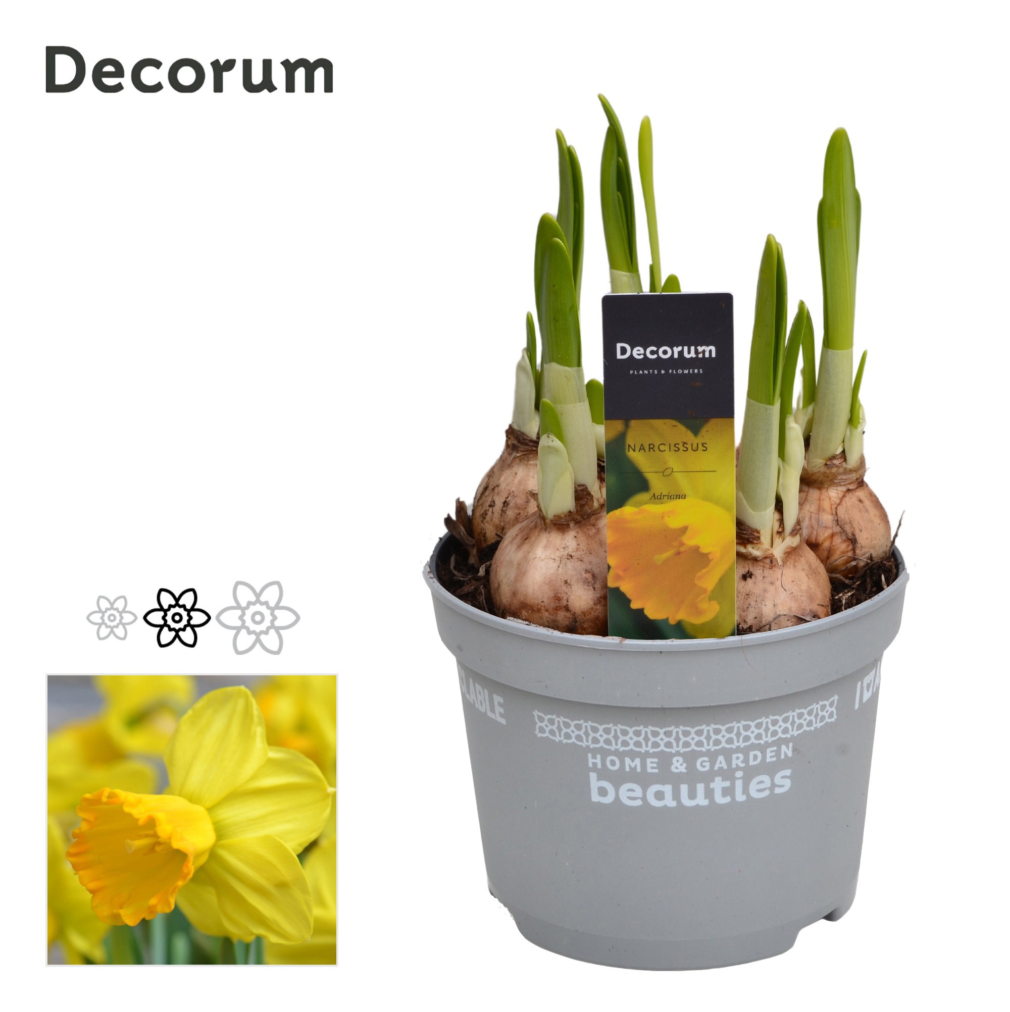 Narcis Adriana, D 12