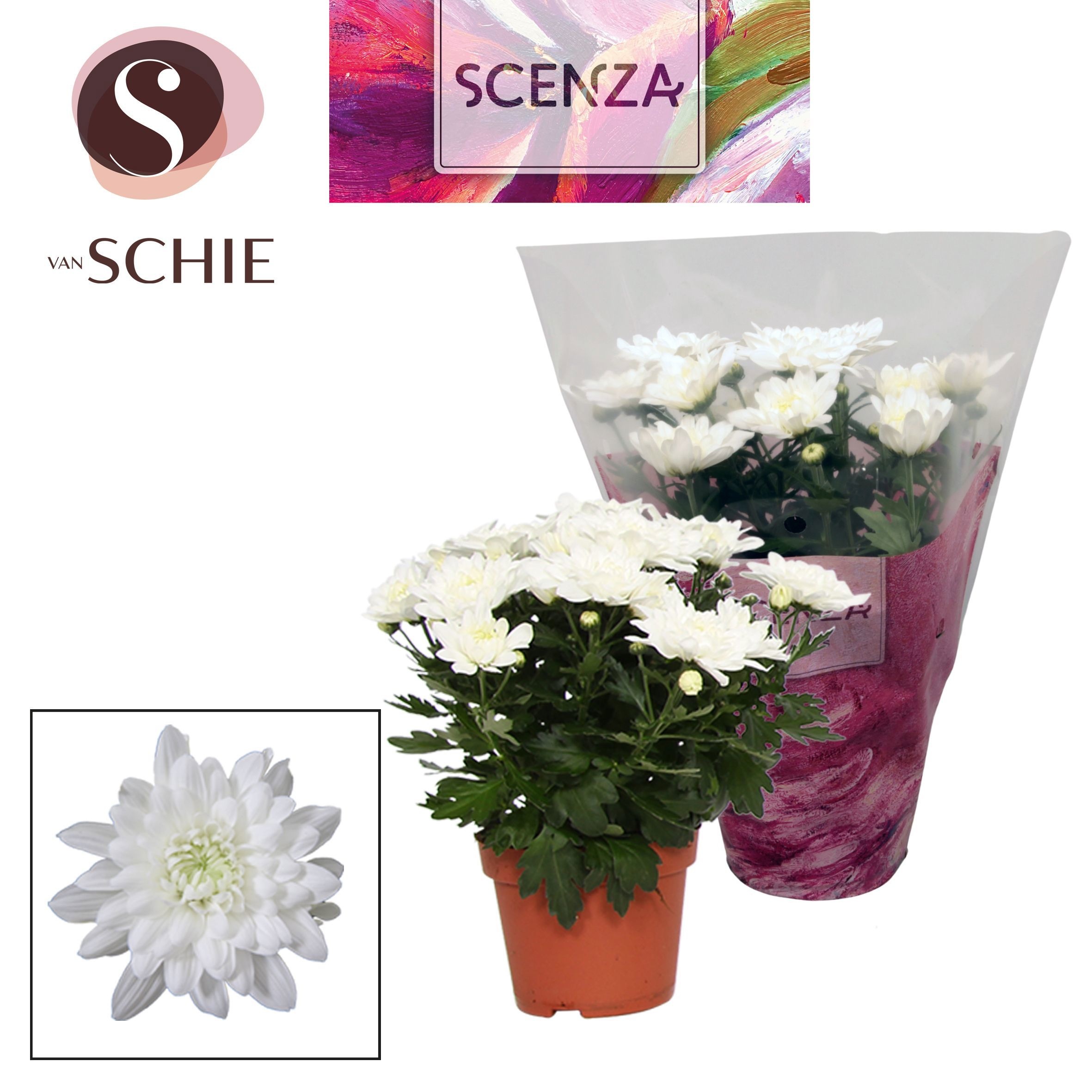 Chrysant Chrystal White, D 13