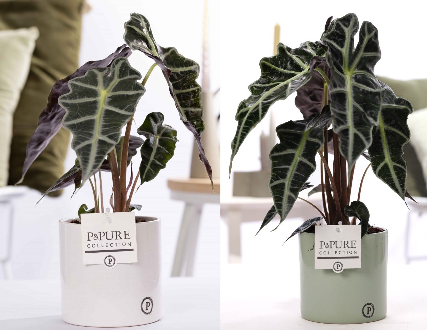 Alocasia Polly in P&PURE Essential ceramics ass. 2, D 12