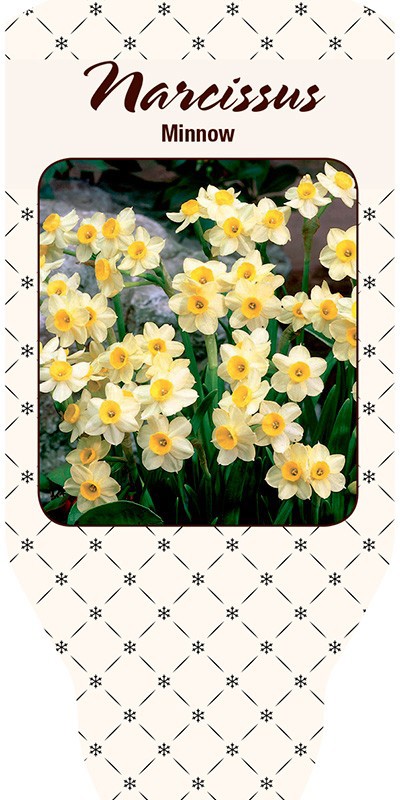 NARCISSUS INCOMPARABILIS 'Minnow', D 21