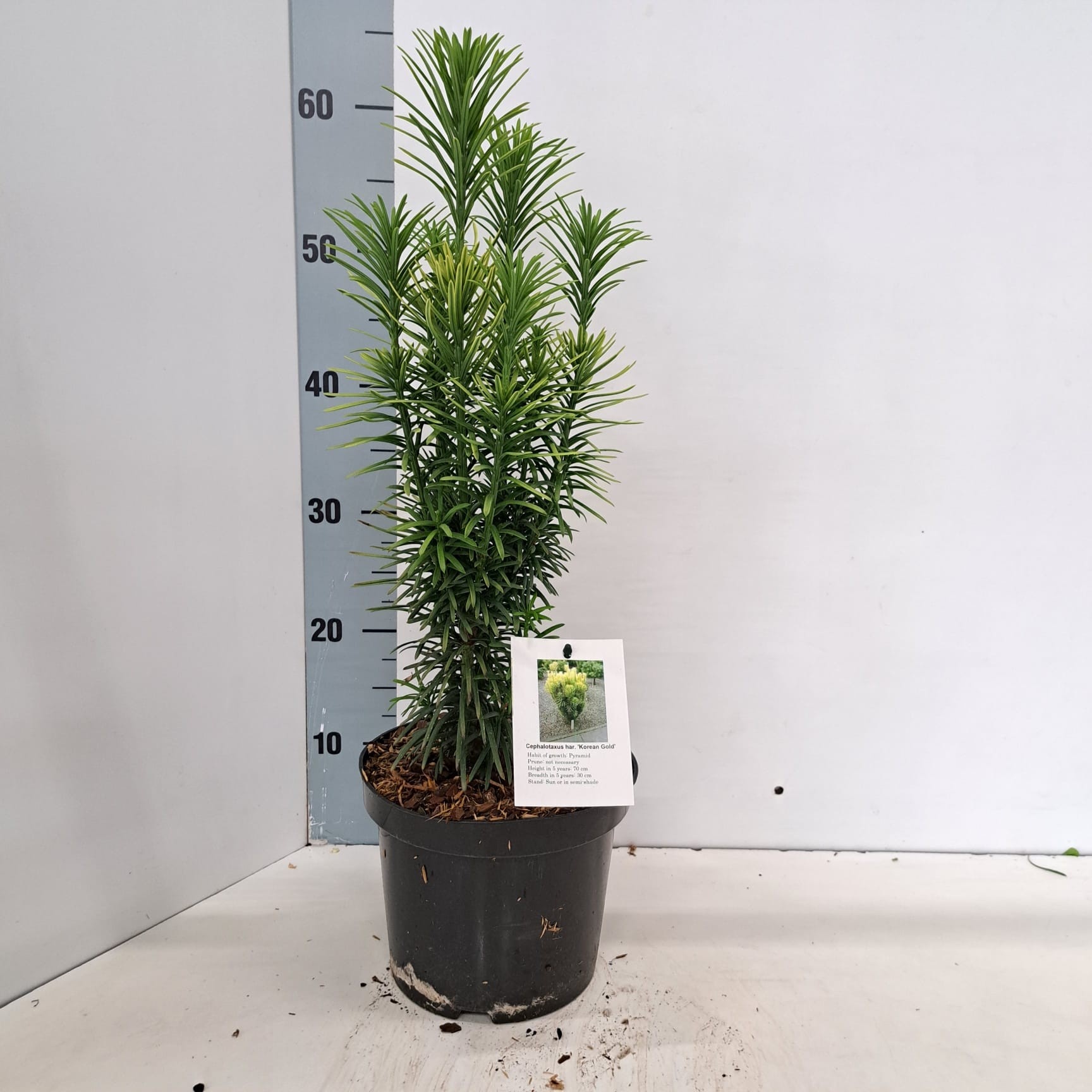 Cephalotaxus harringtonii 'Korean Gold', D 19