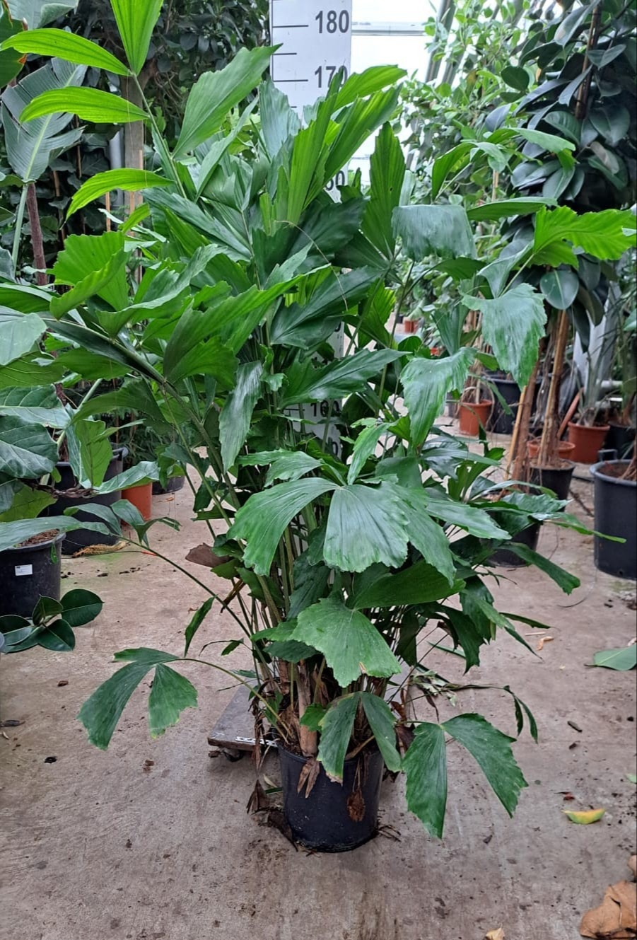 Caryota Mitis bush 170, D 30