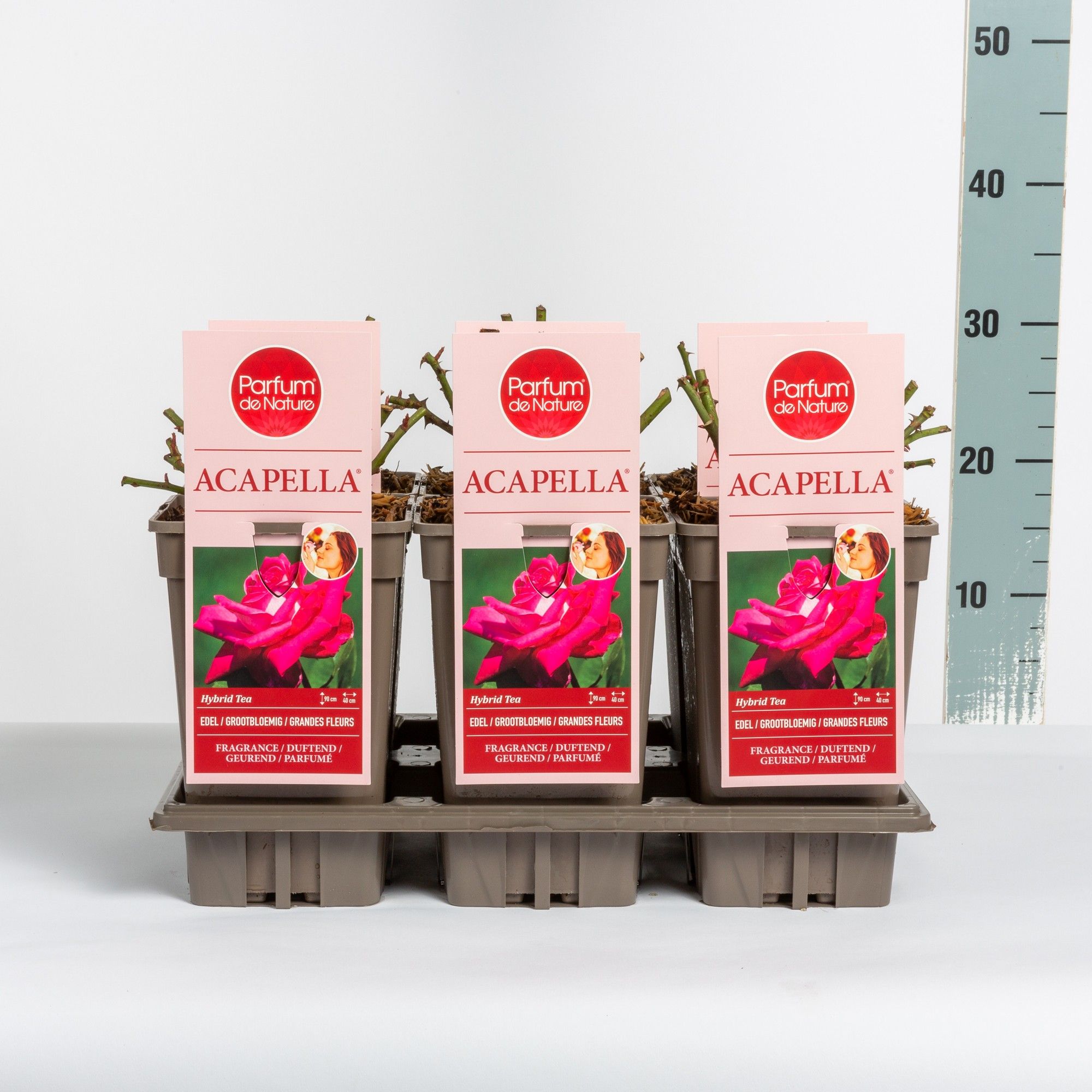 Rosa Acapella ® 'Parfum de Nature', C3, D 17