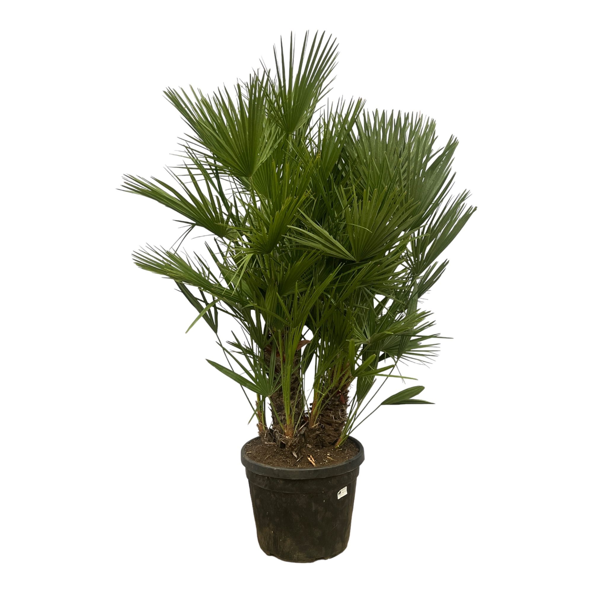 Chamaerops Humilis multistam - 180cm, D 45