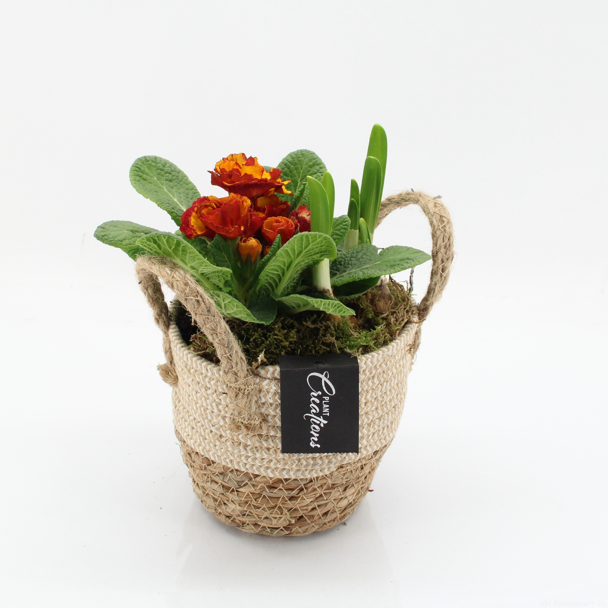 PMCR-2635 Primula creations, D 14