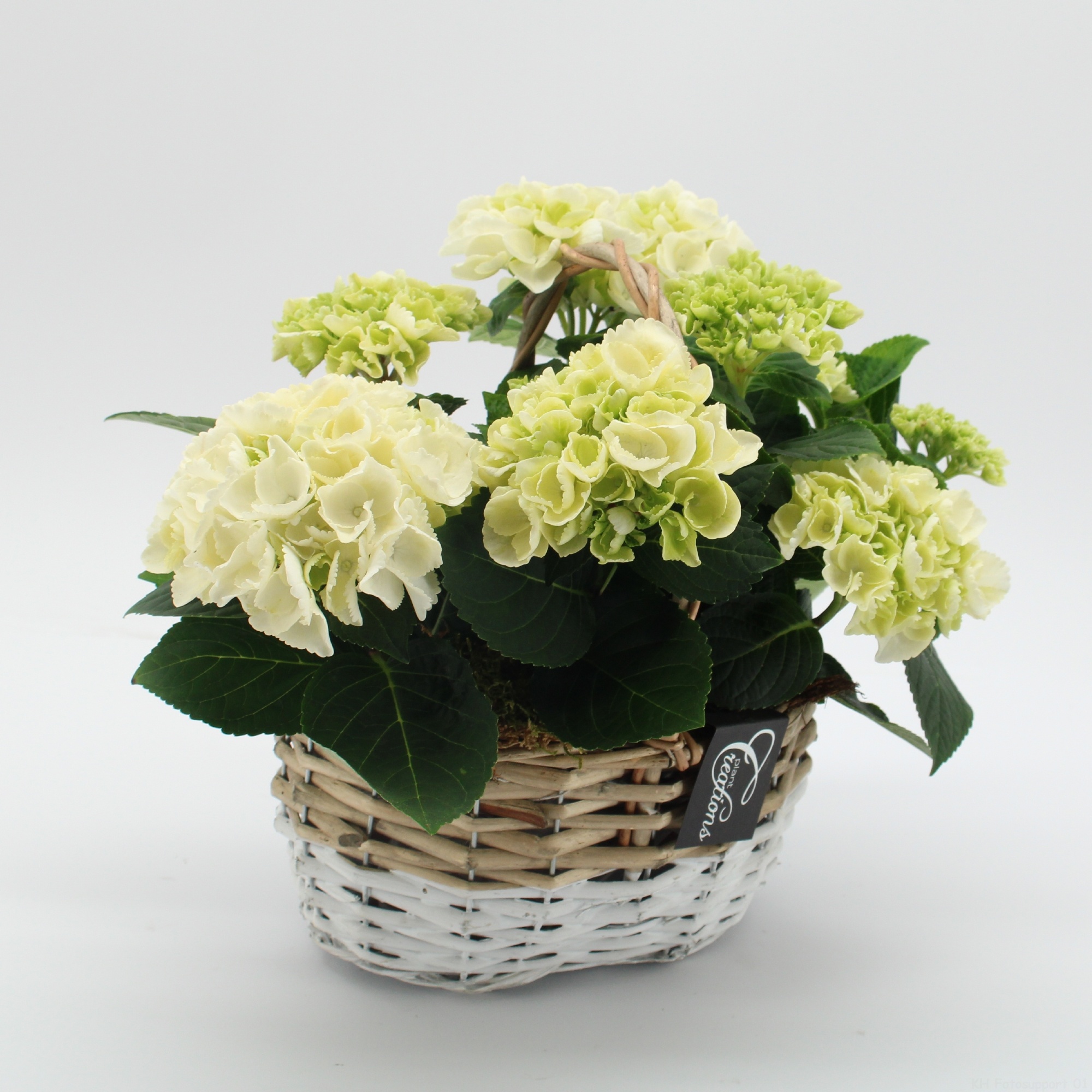 KHCR-2619W Hydrangea creatie, D 22