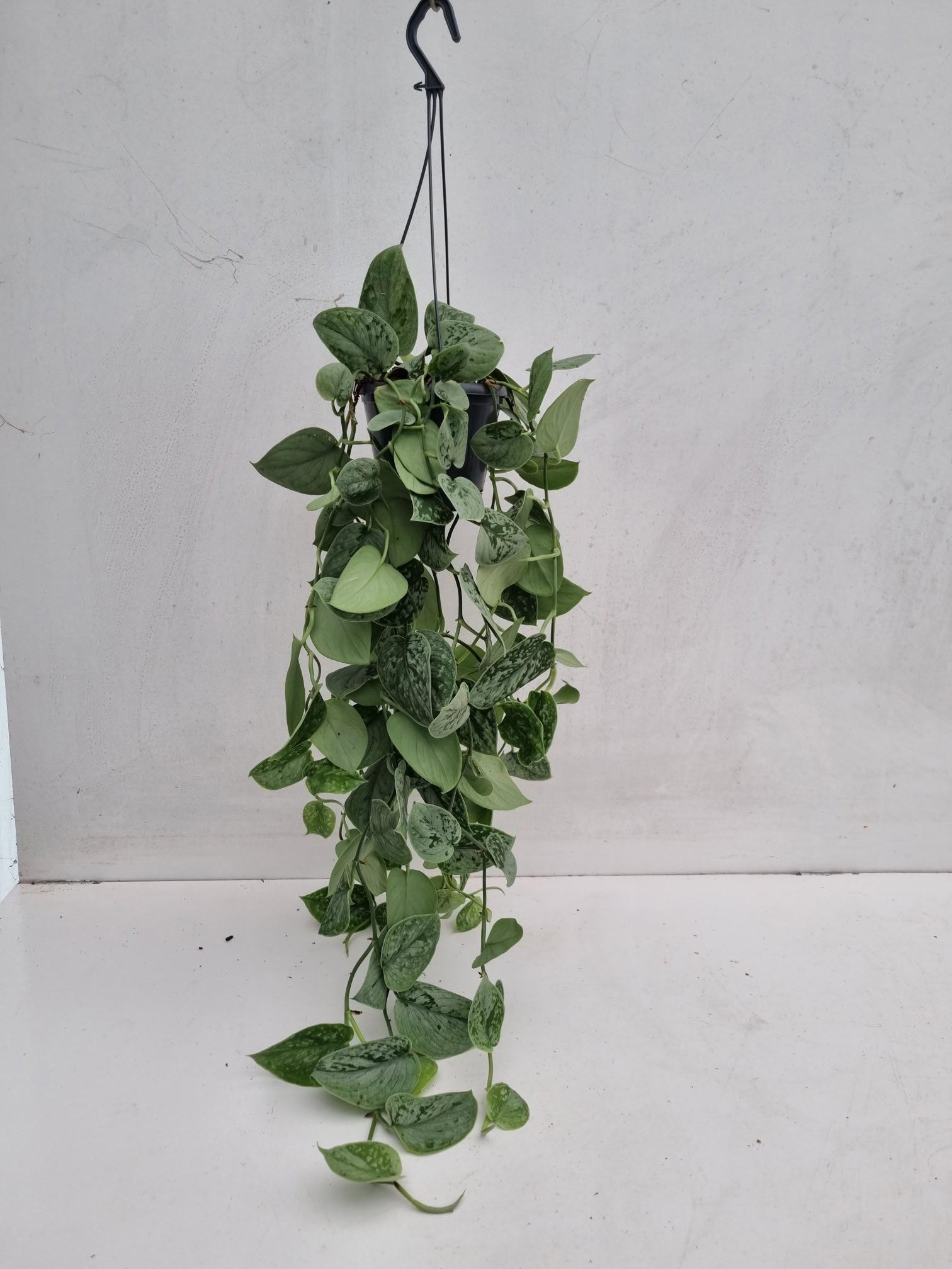 Scindapsus Trebie hangpot, D 14