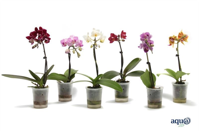 Phal p06 Tiny Dolls mix 1T07+ Aqu@, D 6