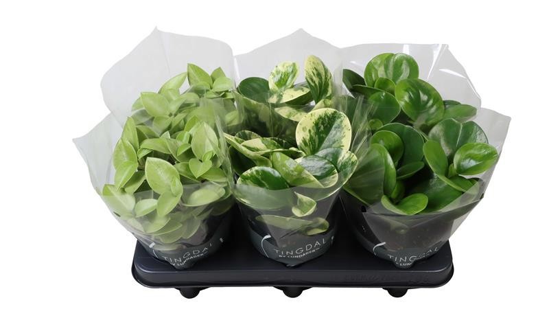 PEPEROMIA-HYBRID MIX 664112, D 12