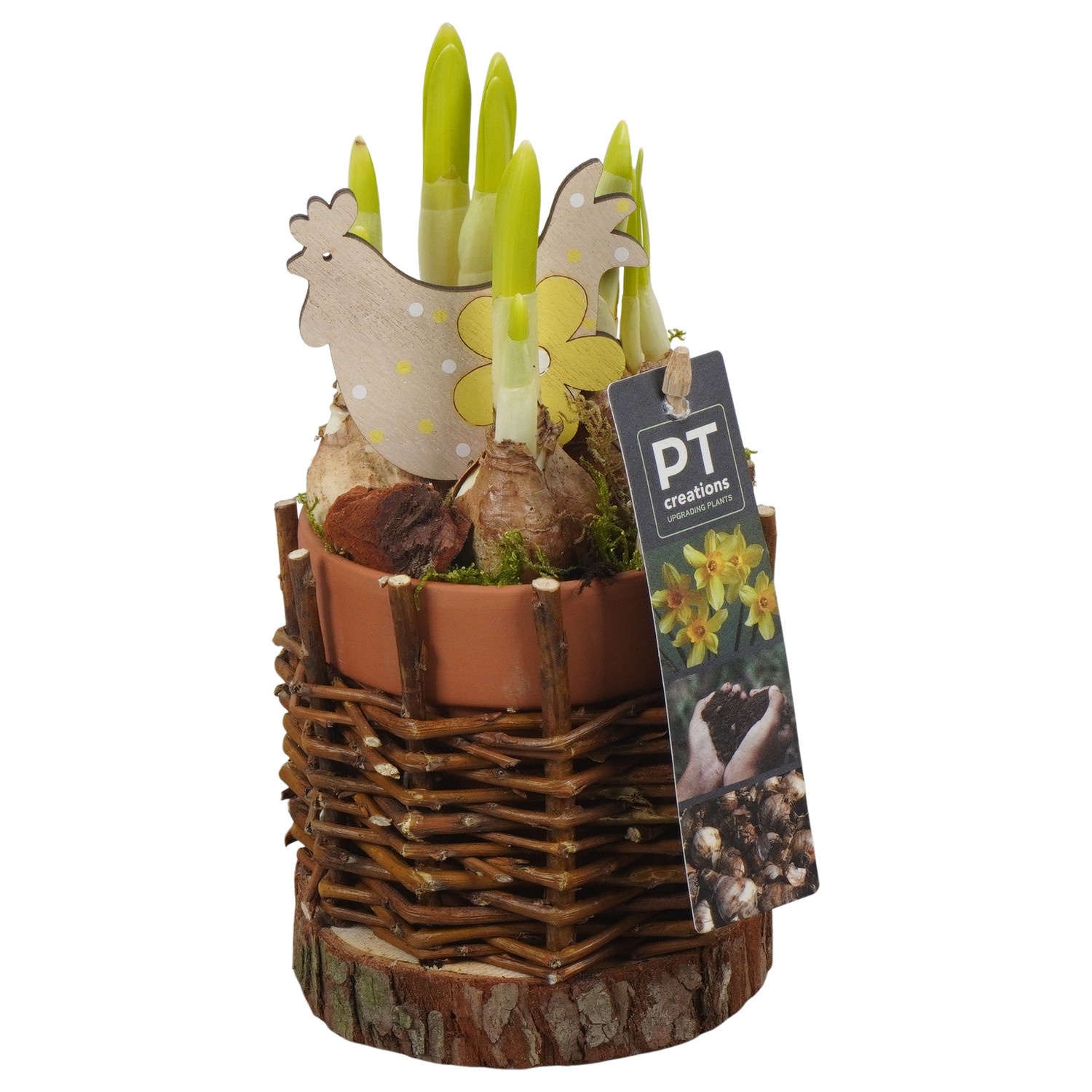 PTNP4543 Arrangement Narcissus Easter in keramiek rieten pot, D 11