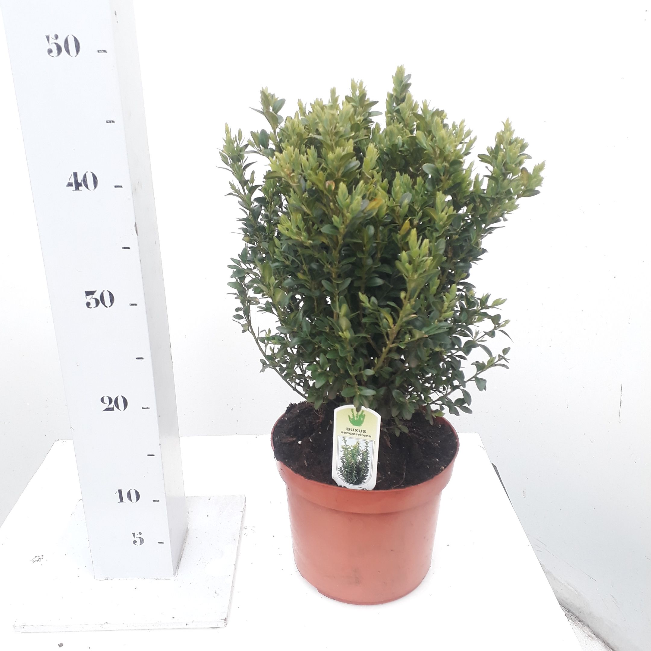 Buxus sempervirens 30-40cm struik extra, D 19